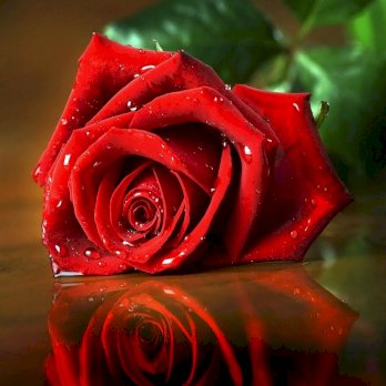 ازدهار عبد الجليل